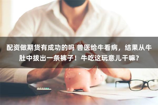 配资做期货有成功的吗 兽医给牛看病，结果从牛肚中拔出一条裤子！牛吃这玩意儿干嘛？